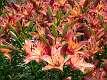8: 06-21 Beautiful Lilies