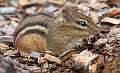 2: 07-12 Chipmunk