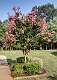 1: 08-07 NJ Crepe Myrtle