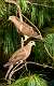 2: 08-07 Pair Of Mourning Doves