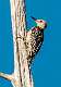 12: 08-31 Red-bellied Woodpecker