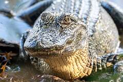 50: Murrells_2025-368