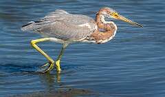 38: Murrells_2025-378