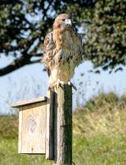 76: 10-01 Red-tailed Hawk At Penn National-1