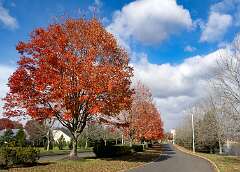 11: 11-11Autumn Color On Renaissance Drive