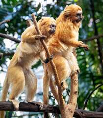 15: Goldeen Lion Tamaron-1