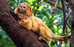 16: Goldeen Lion Tamaron-3