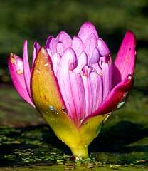 29: Murrells_2025-371