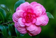 31: Murrells_2025-373