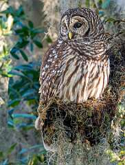 35: Murrells_2025-385