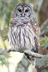 38: Murrells_2025-419