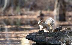 39: Murrells_2025-420