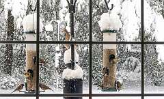 18: 12-14 Hungry Finches and a Dove