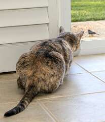 37: 12-21 Lilie Stalking A Junco