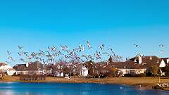 38: 12-24 Gulls In Renaissance