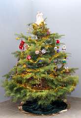 39: 12-24 O Christmas Tree