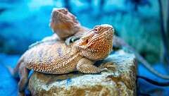 42: 12-26 Bearded Dragons-1