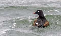 12: Duck – White-winged Scoter-2