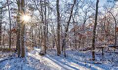 3: 01-18 Snowy Renaissance Woods-1