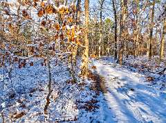 4: 01-18 Snowy Renaissance Woods-2