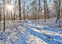 6: 01-18 Snowy Renaissance Woods-4