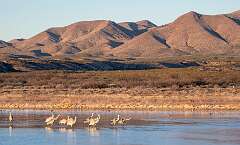 42: Bosque -2026-110