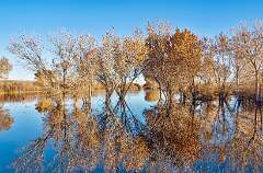 44: Bosque -2026-112