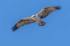 47: Murrells_2026-10