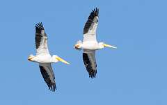 51: Murrells_2026-24