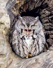 52: Murrells_2026-29