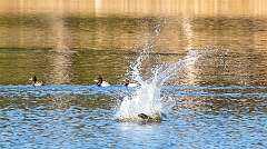 54: Murrells_2026-62