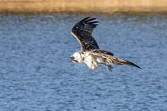 55: Murrells_2026-64