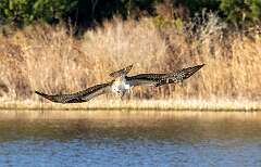 56: Murrells_2026-67