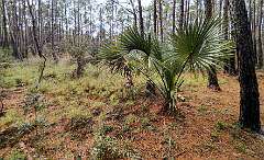 34: 02-28 HBSP Trail Palm