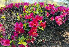 5: 03-27 Azelias At Blackmoor Golf Club