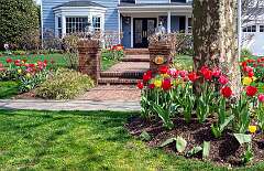 25: 04-17 Beautiful Tulips