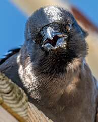 30: 04-17 Smiling Crow