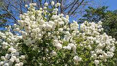 36: Brookgreen Gardens-1