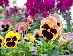 1: Brookgreen Gardens-3