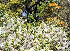 3: Brookgreen Gardens-5