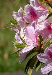 4: Brookgreen Gardens-6