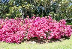 6: Brookgreen Gardens-8