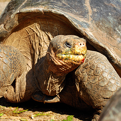 Galapagos