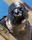 30: 04-17 Smiling Crow