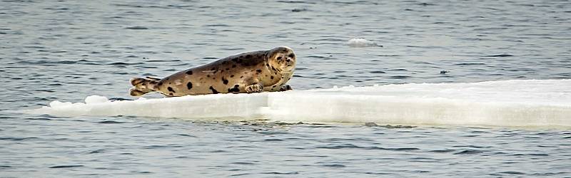 Click to show or hide the buttons