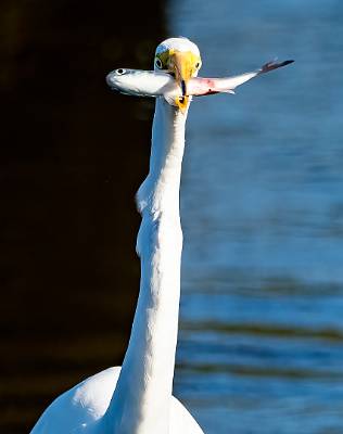 15: MurrellsInlet_2024-312