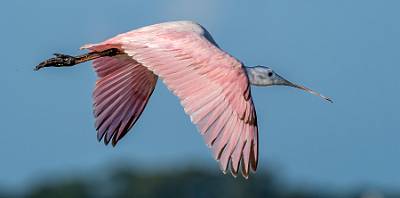 13: MurrellsInlet_2024-314