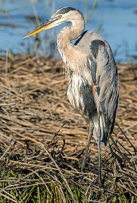 16: MurrellsInlet_2024-315