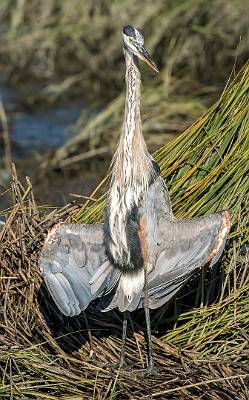 18: MurrellsInlet_2024-317