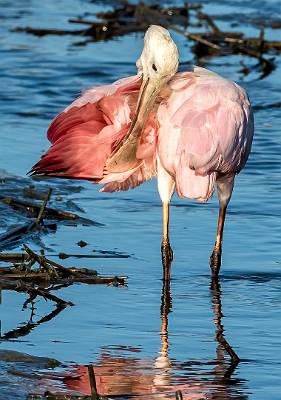19: MurrellsInlet_2024-319